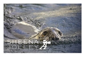  Grey Seal   inquisitive nature   brave character   eye contact  speed   water  making waves  Kinsale  Ireland  photograph Making Waves.jpg Making Waves.jpg Making Waves.jpg Making Waves.jpg